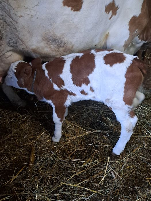 Vând vitelusa foarte frumoasa