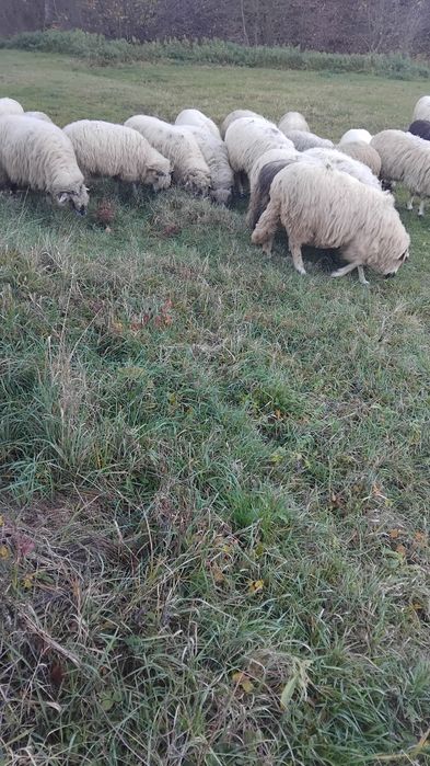 Oi de vanzare  oi