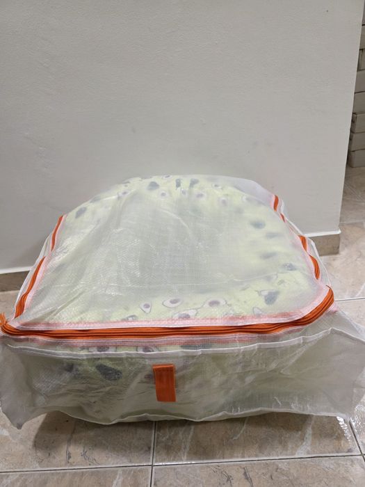 Бебешки барбарон