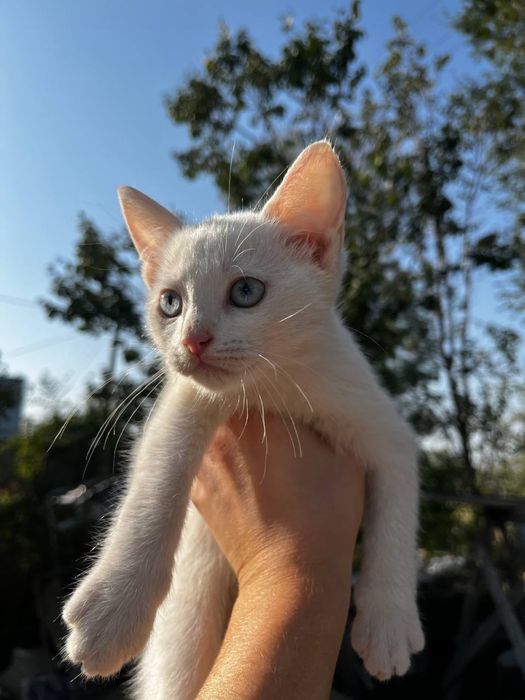 котята, с доставкой