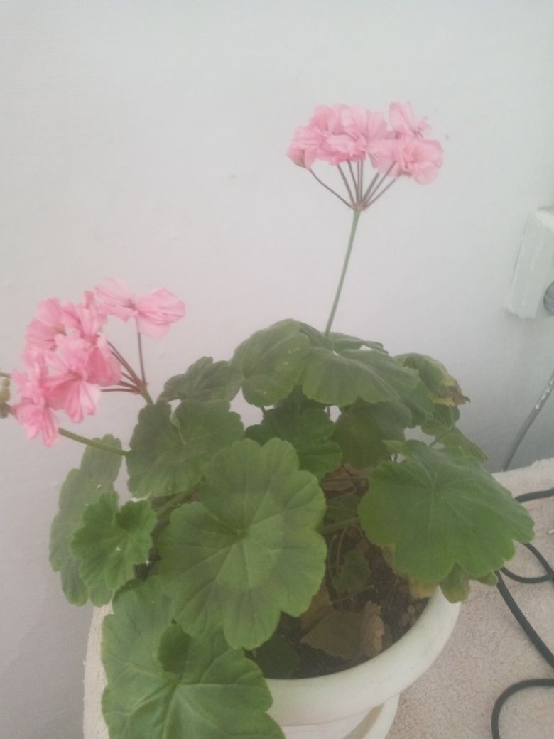Продам комнатные цвети