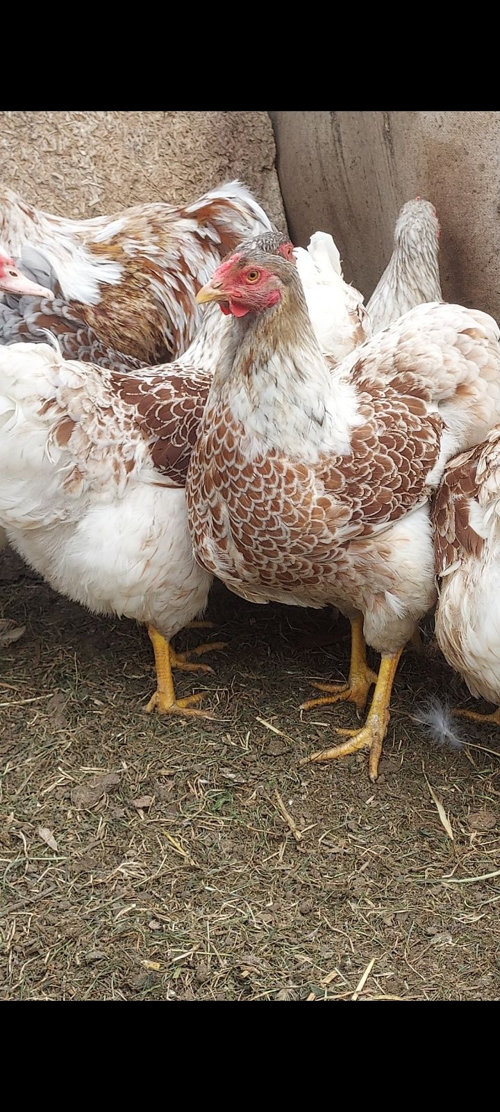 Vând familie de găini Wyandotte splash