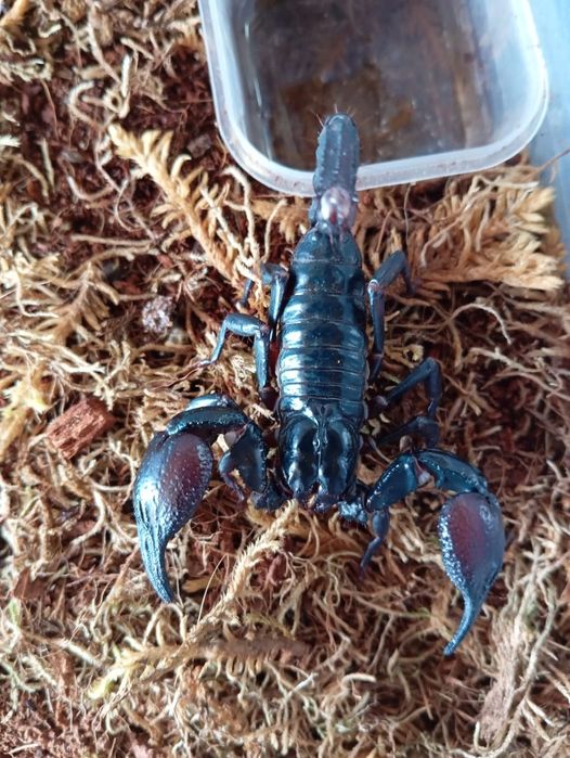 В продаже скорпионы