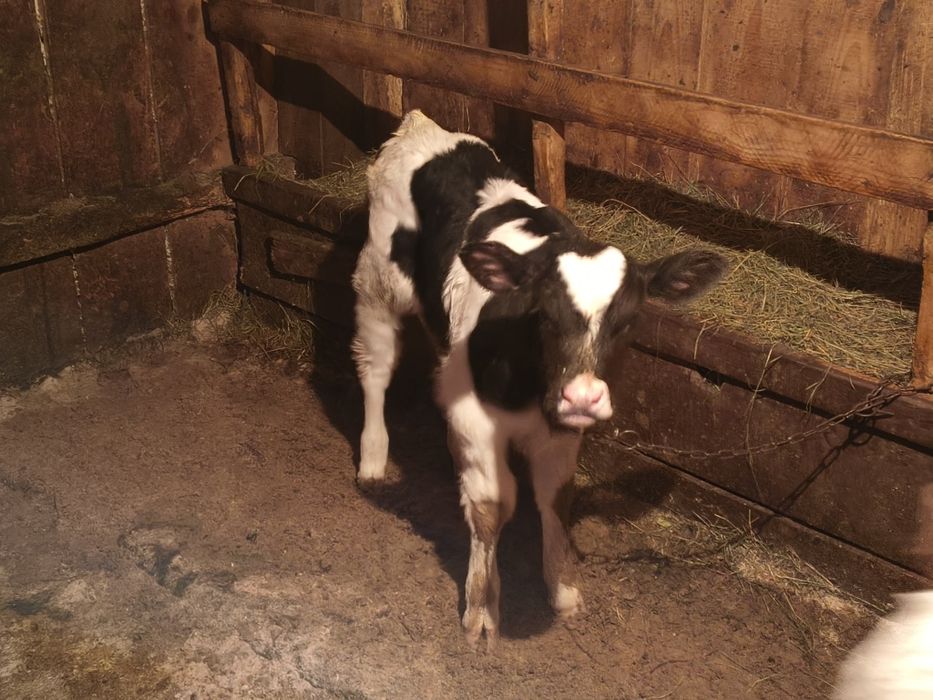 Vind tăuraș bălțat pe negru de două săptămâni