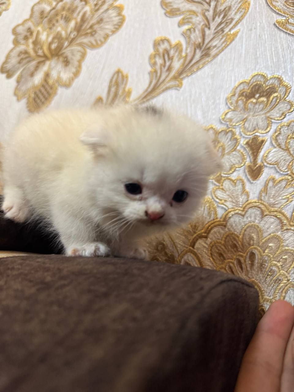 Кошка скоттиш  страйд
