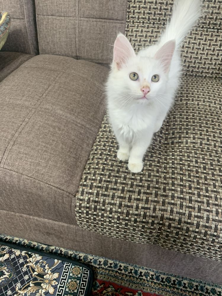 Продается котенок
