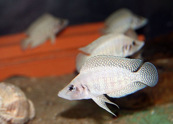 Altolomprologus White Calvus 7-8-9 sm