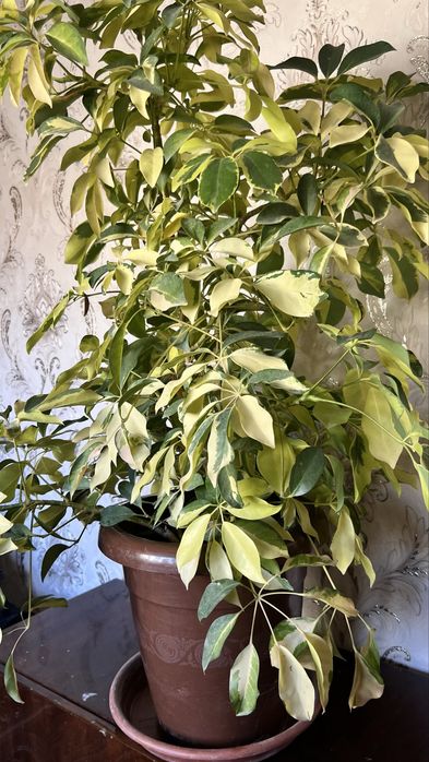 Шикарные шефлеры, крупные, недорого