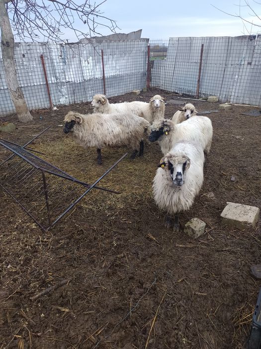 Am de vânzare șase oi.