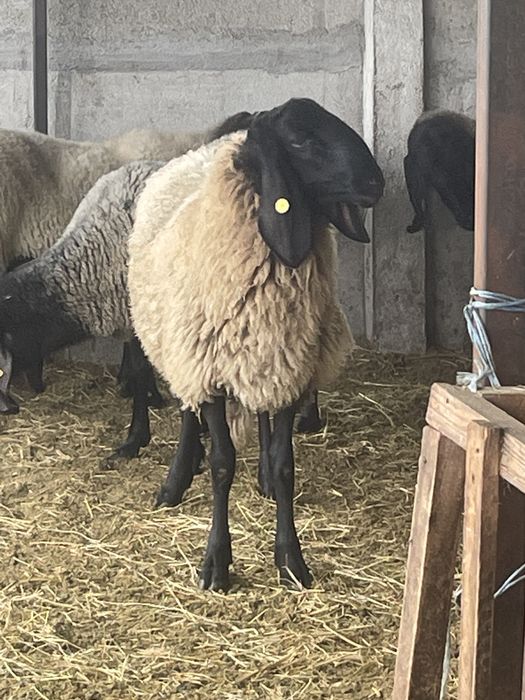 Berbecut sarbesc disponibil