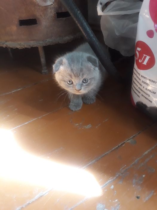 Котята скотишь фольд