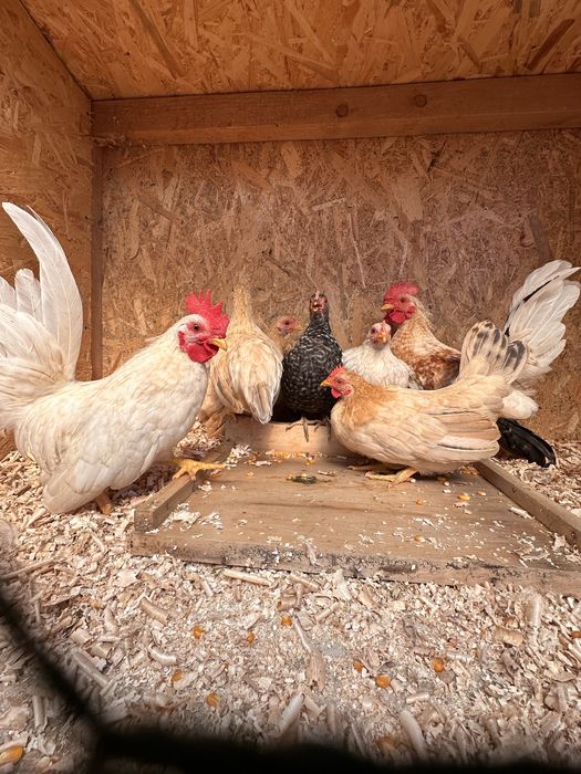 Closca Chabo cu  6 pui si tineret Chabo