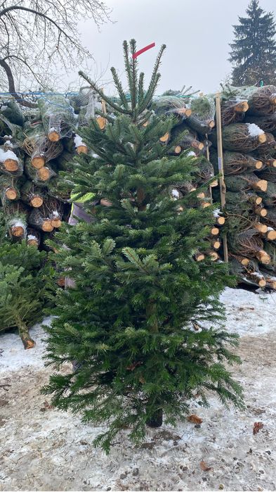Brazi de craciun in en-gros 150 pana la 5 m