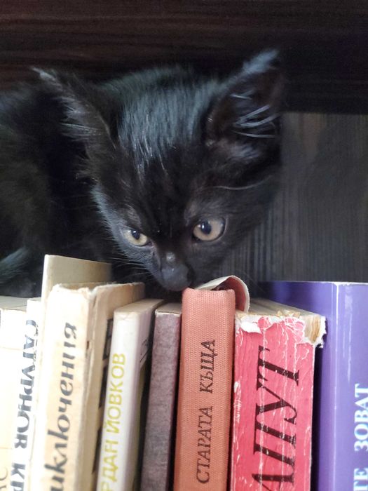 Очарователно черно котенце търси дом.