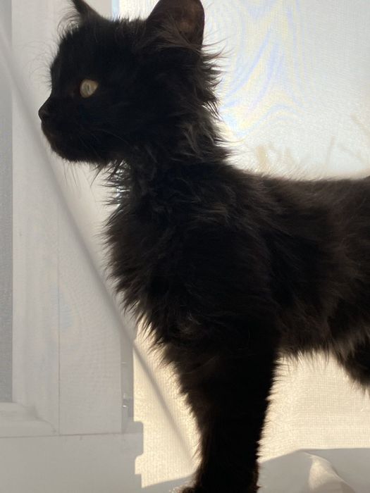 Маленький охранник уюта — Котёнок ждёт хозяина!