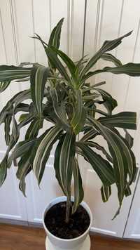 Растение комнатное Драцена Цинто