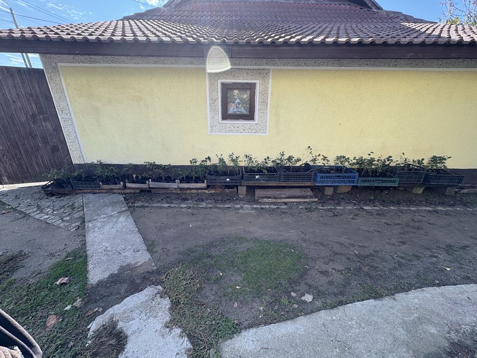 Vand plante de afini si aronie