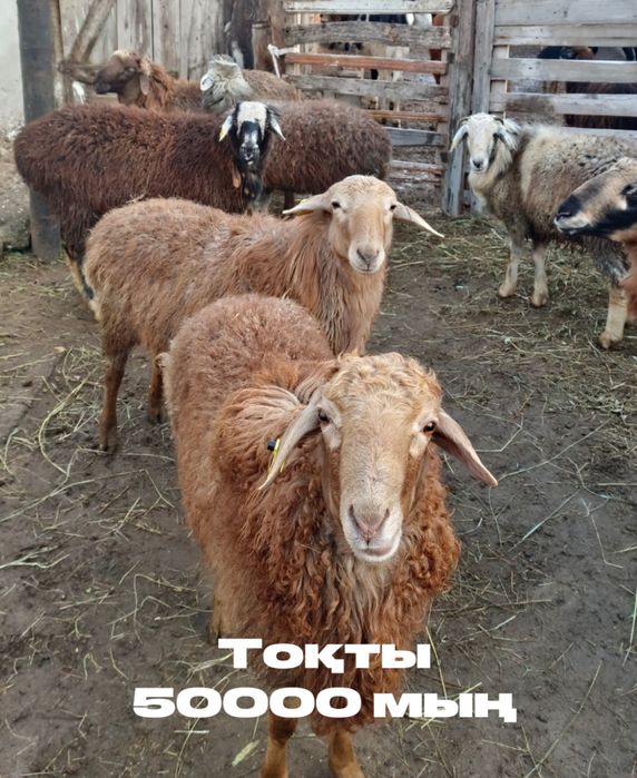 Қой,тоқты сатылады