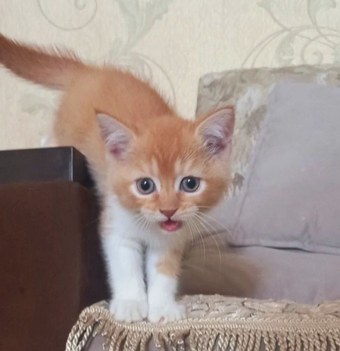 Скотиш страйт 2 месяцев