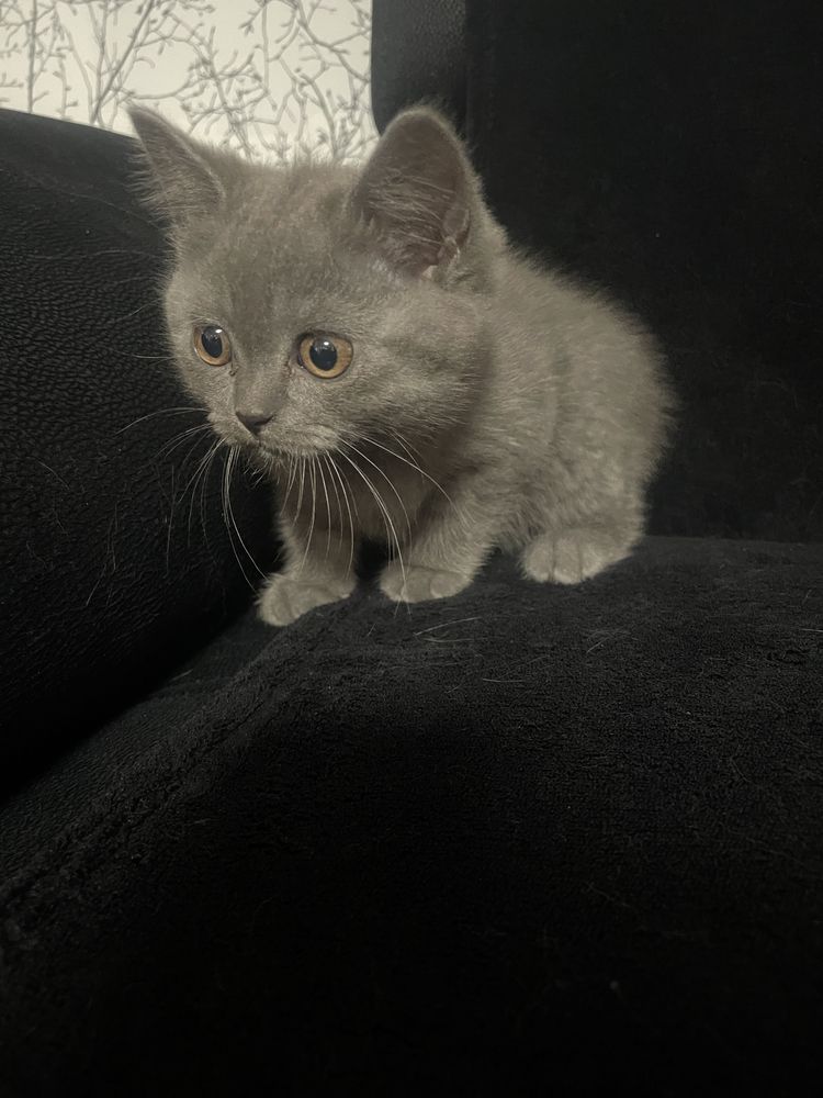 British Shorthair
