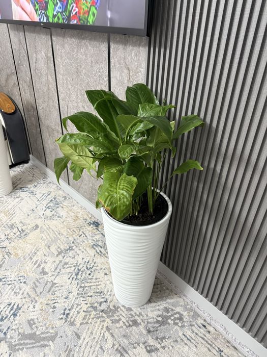 Комнатное растерие женское счастье