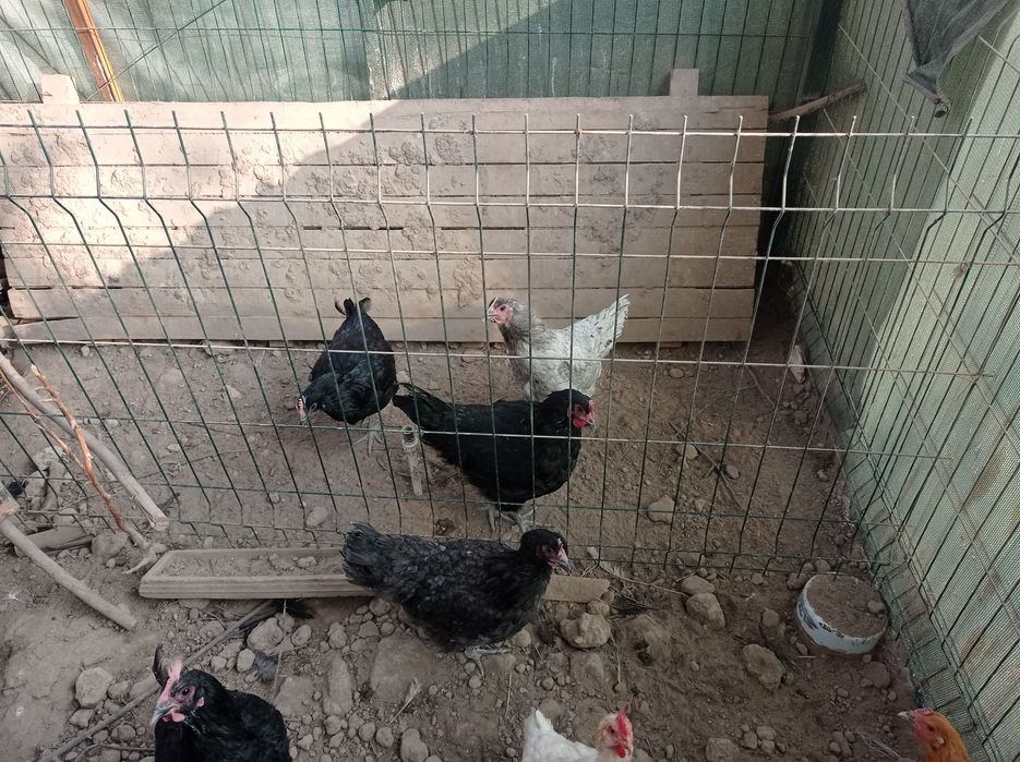 Продаются домашнии курицы/Товук