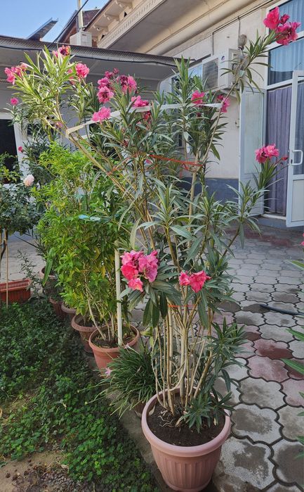 Растение Олеандр