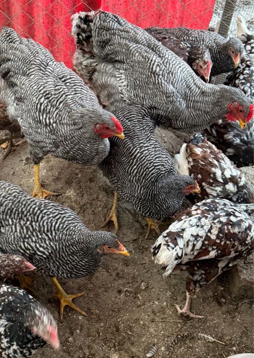 Vand puicute ouatoare