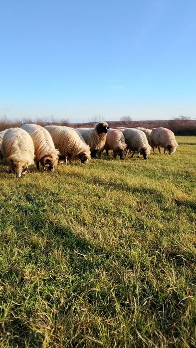 Vând 30 de oi urgent