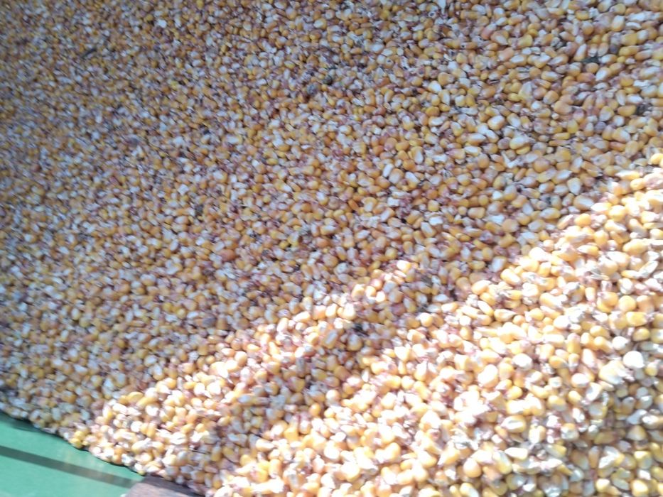 Vând porumb cu umiditate 16 %
