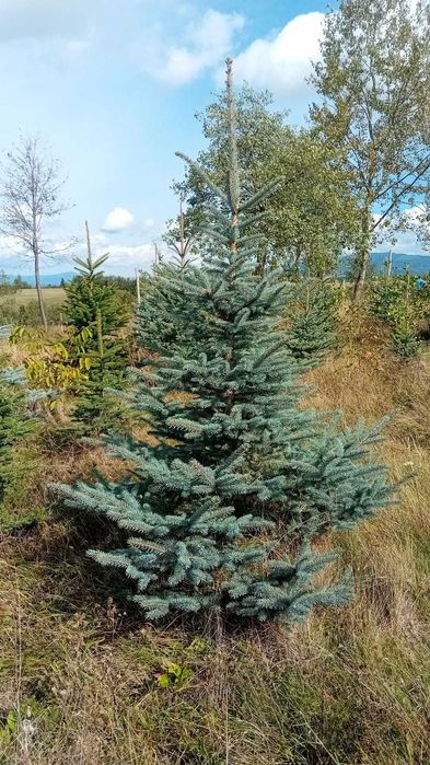 brazi argintii si normandian diferite dimensiuni pentru craciun