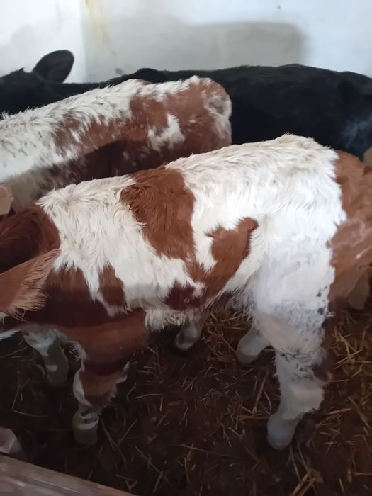 Tauras baltat și vitea angus