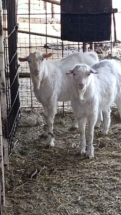 Занен парода ешкі