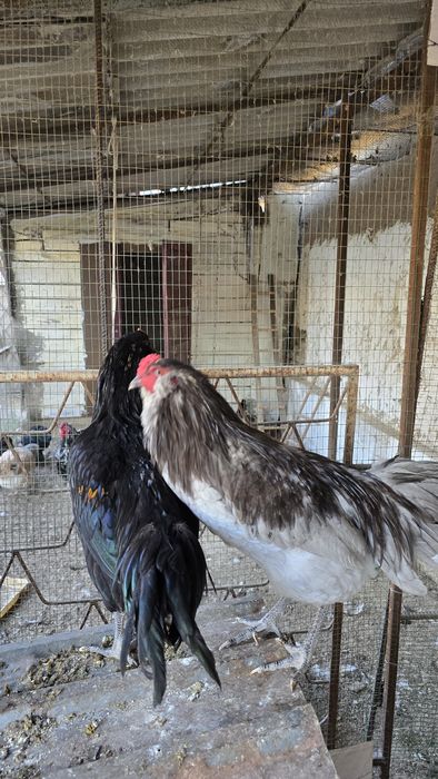 Петухи породы Амераукана, 6 месяцев