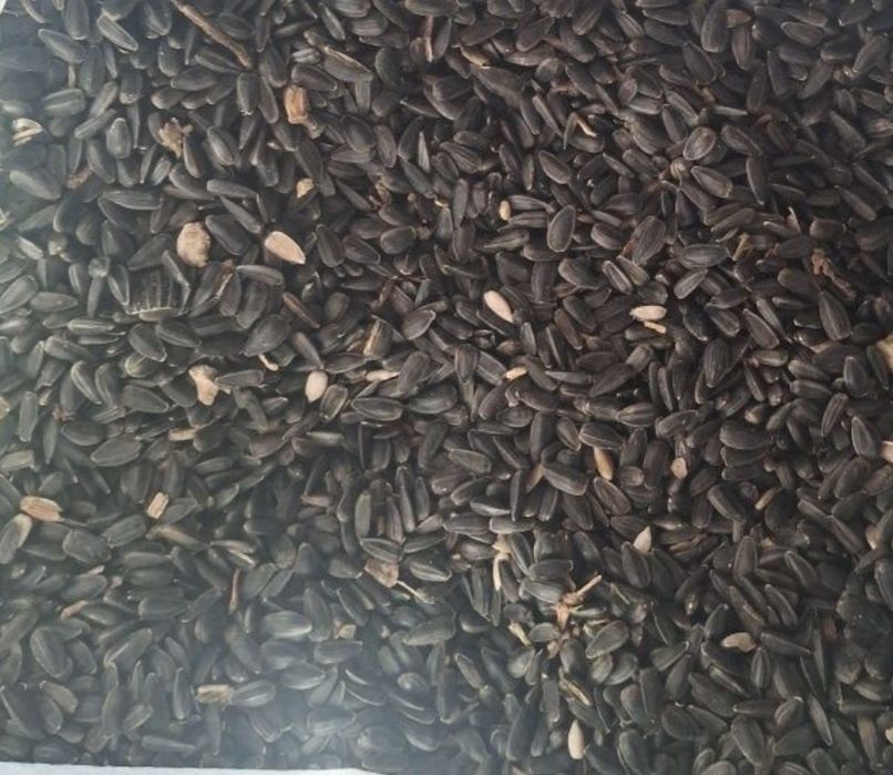 Vând floarea-soarelui productie 2025