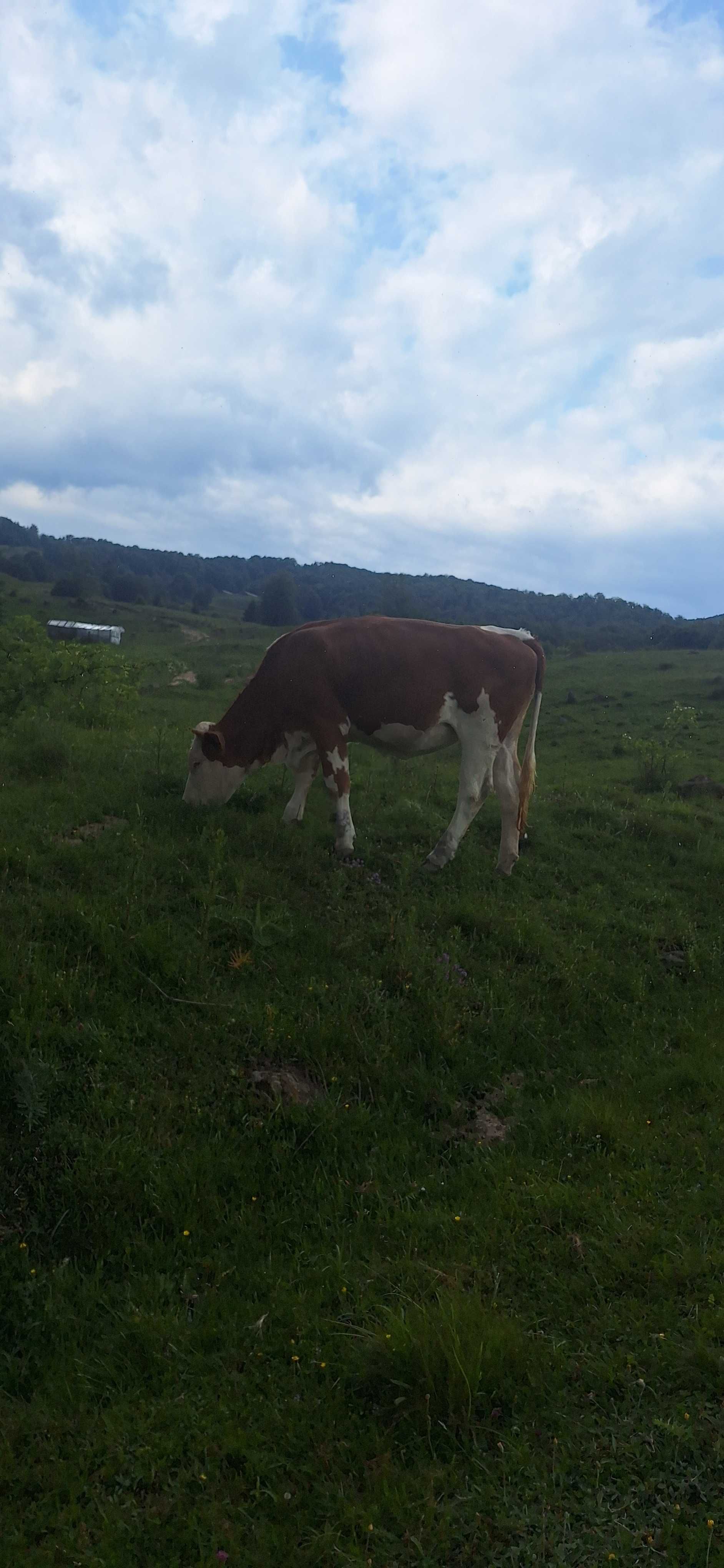Juninci de vânzare