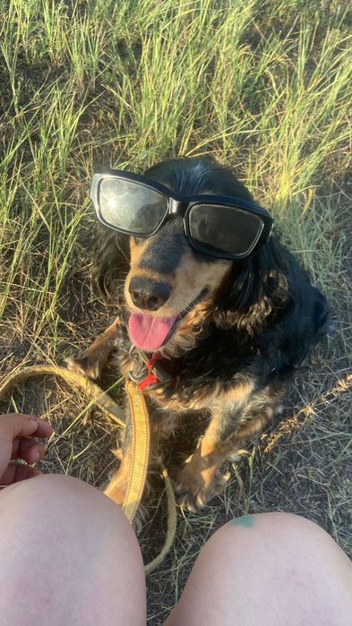 Ищем кобеля для вязки