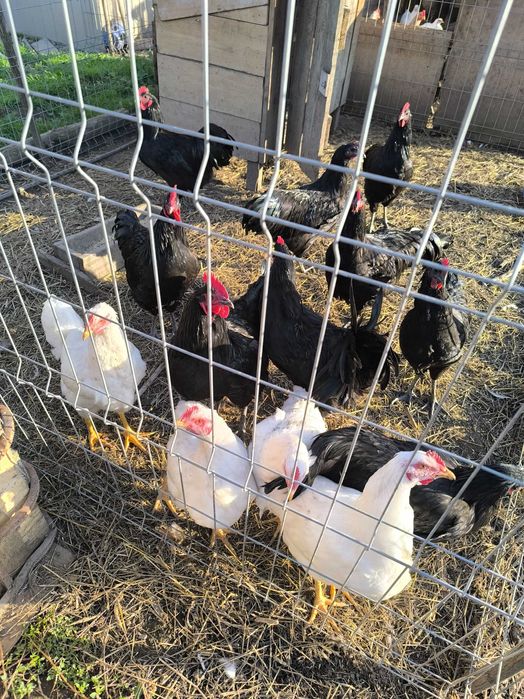 Vand cocosi Australorp, New hampshire, Plymouth, Legbar, Araucana