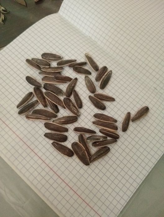 Мега семичка бар