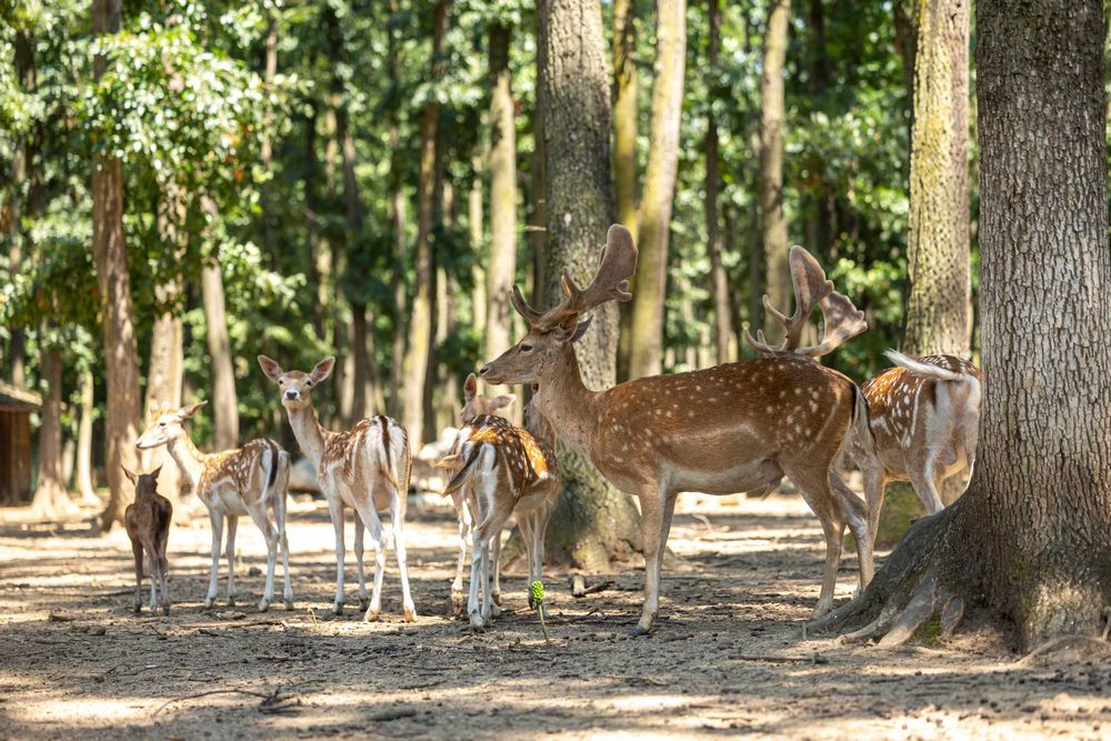 Animalute de vanzare