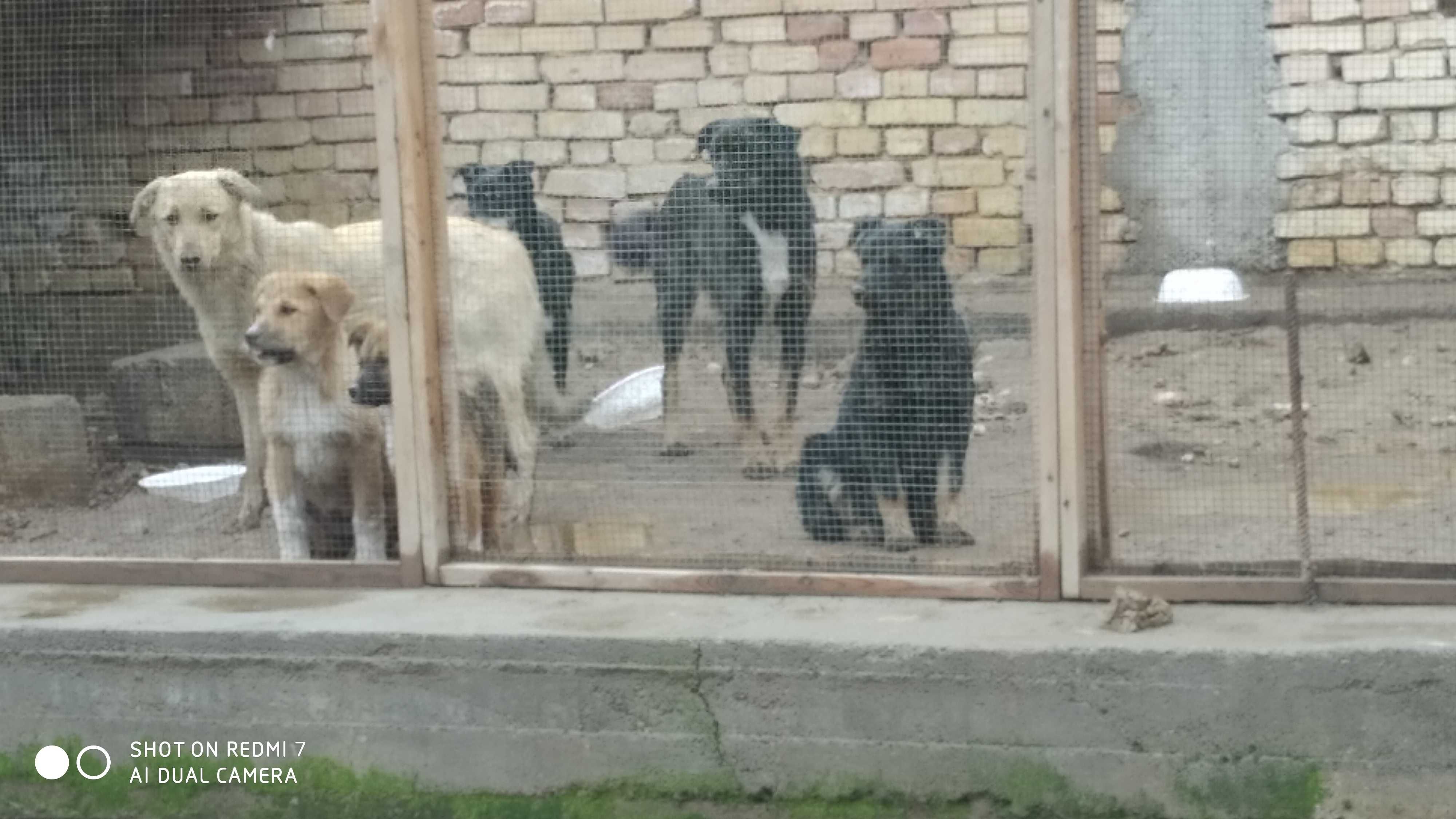 Отдам даром в хорошие руки