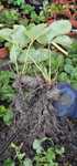 Stoloni capsune tot anul se pot planta oricand unifere amandine
