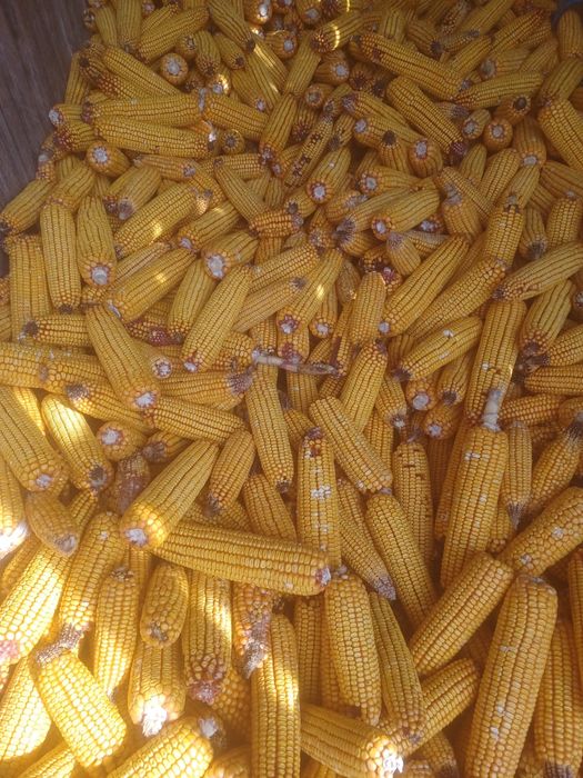 Vand porumb stiulete, soi pioneer, recolta 2025