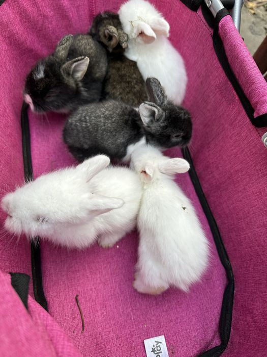 iepurasi pitici disponibili peste o saptamana