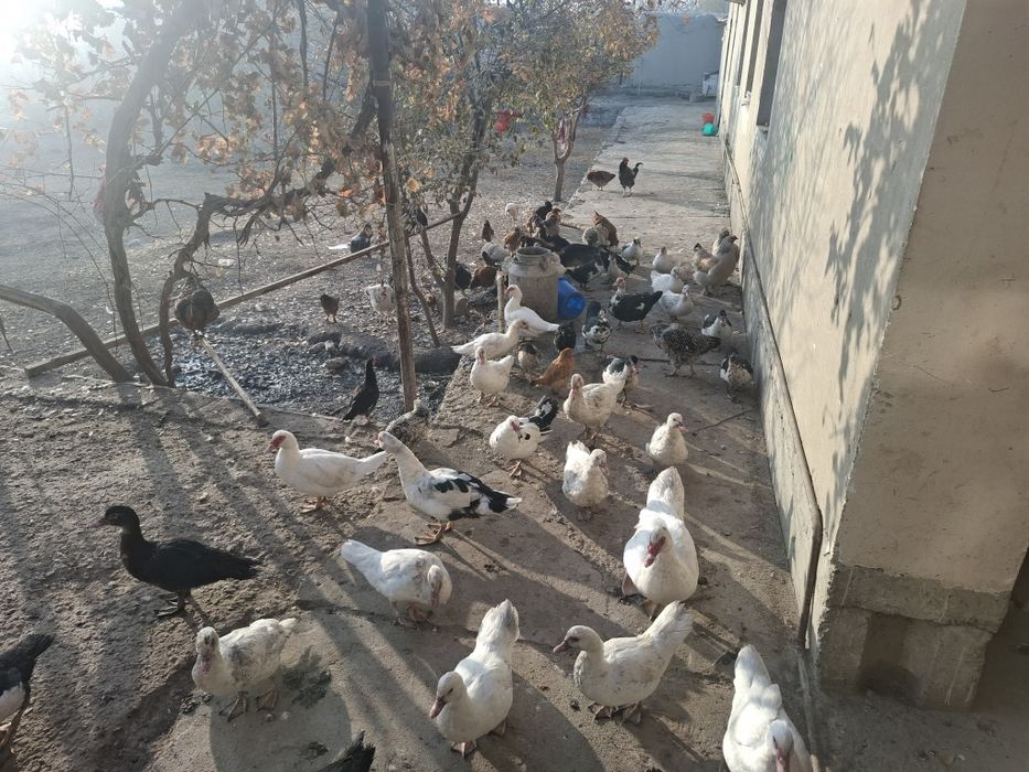 Тавук индуваткала сотилади хамаси соглом