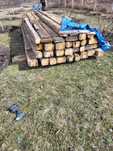 Grinzi pin silvestru