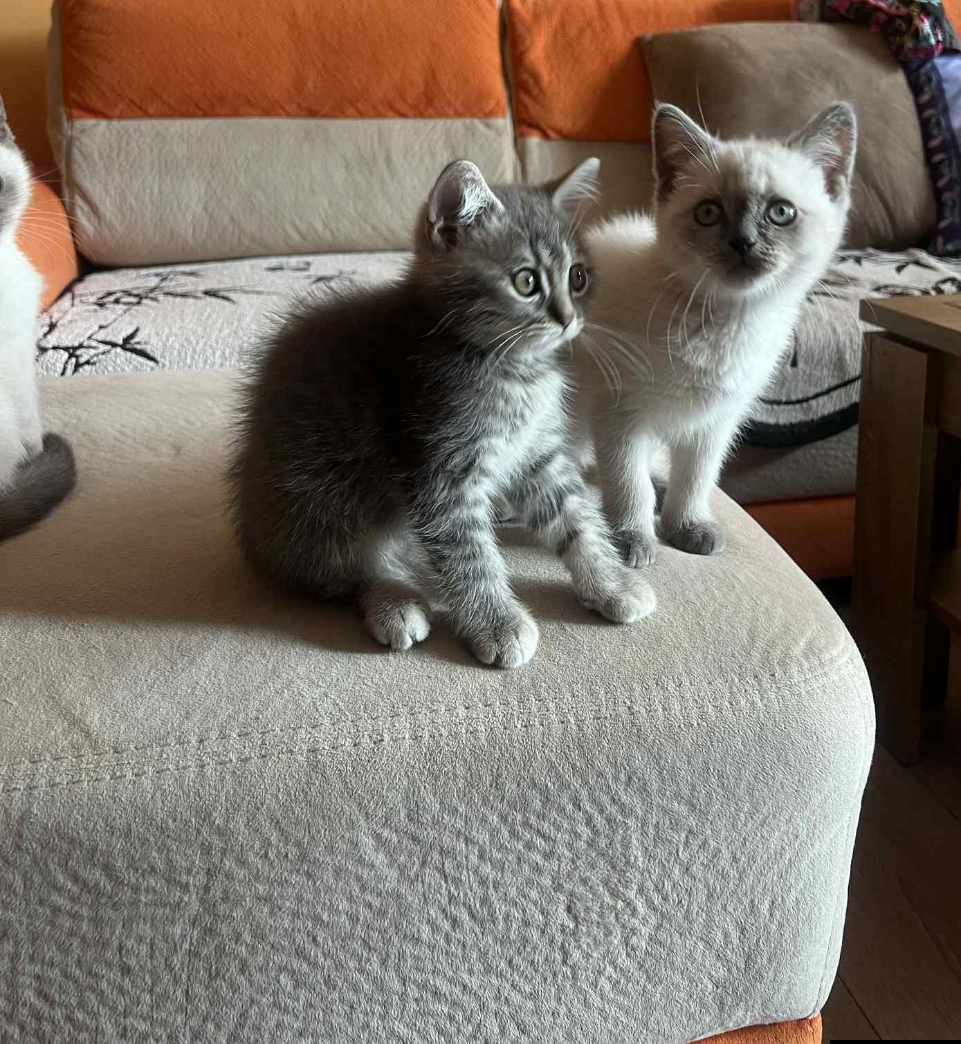 Британски котенца