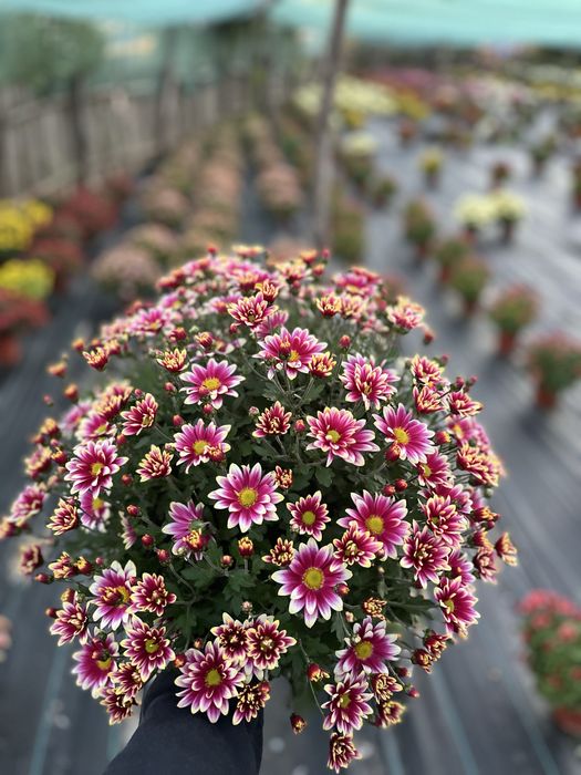 Crizanteme en gross .Comuna Unirea,Dolj.15 lei bucata