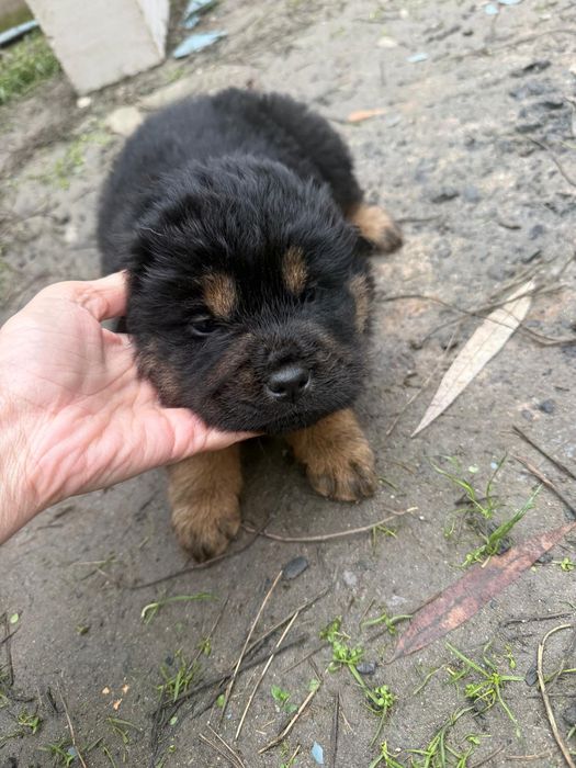 Done catei corcitura Shar Pei