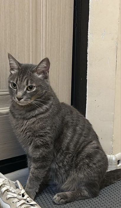 Отдам в добрые руки